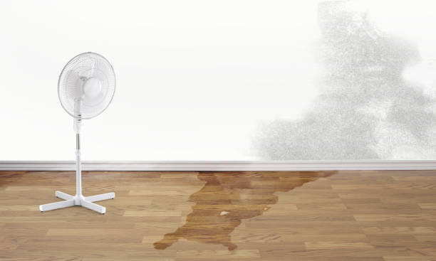 Best Water damage cleanup near me  in Rkesburg, PA